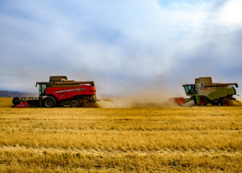 В области Жетісу продолжается осенняя уборочная кампания