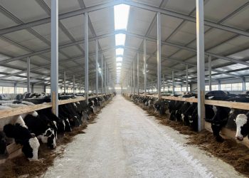 Жетісу асыл тұқымды мал өсіруге басымдық беруде: өңірге Ирландия, Дания және Германиядан асыл тұқымды жануарлар жеткізіледі